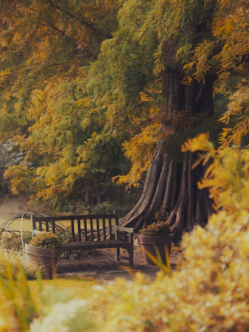 Bench in a Park in Autumn 