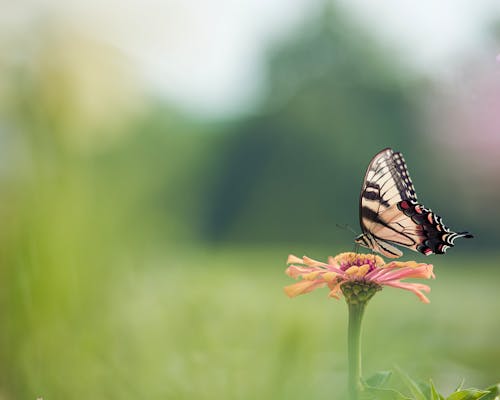 Close-up of an Eastern Tiger Swallowtail Sitting on a Flower