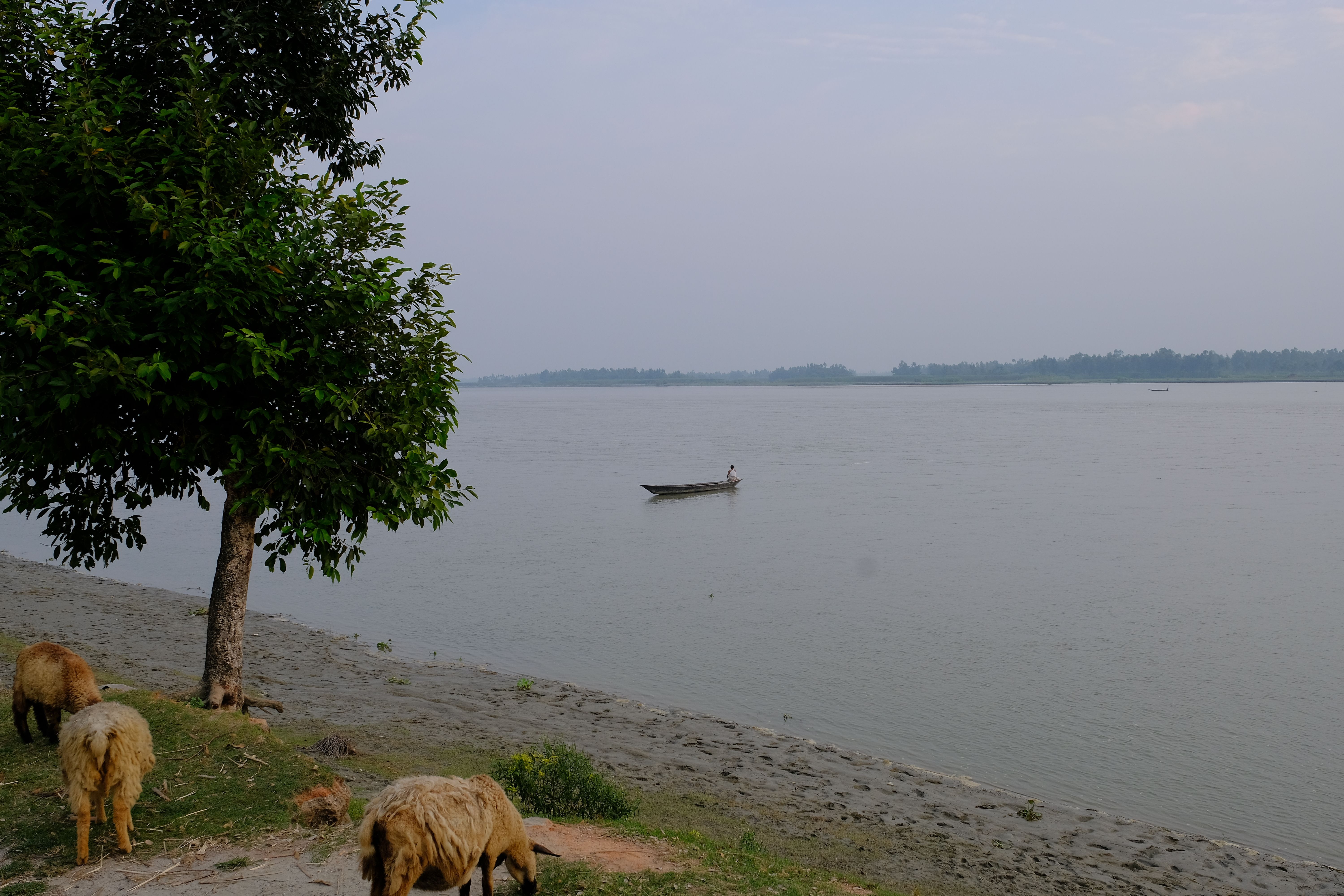 Scenic view of a serene riverfront with sheep grazing near a lone boat.
