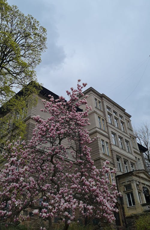 Apple Tree in Front of a Traditional Tenement