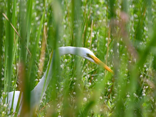 Close-up of a Great Egret between the Grass