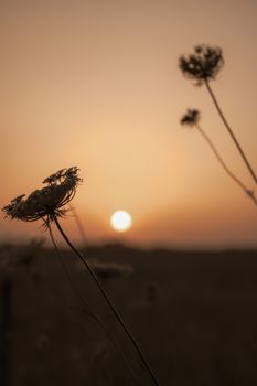Silhouetted wild carrot flowers against a warm sunset sky.