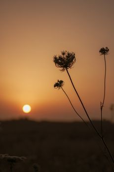 Delicate flower silhouettes set against a vibrant sunset sky, creating a tranquil rural scene.