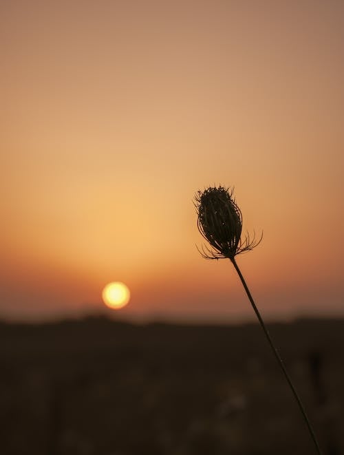 Close-up of a Dry Wildflower on a Field at Sunset 