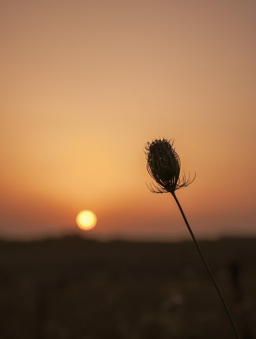 Imagine de stoc gratuită din amurg, apus, arid