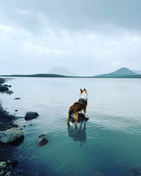 A curious collie dog stands by a tranquil lake with mountains in the background.