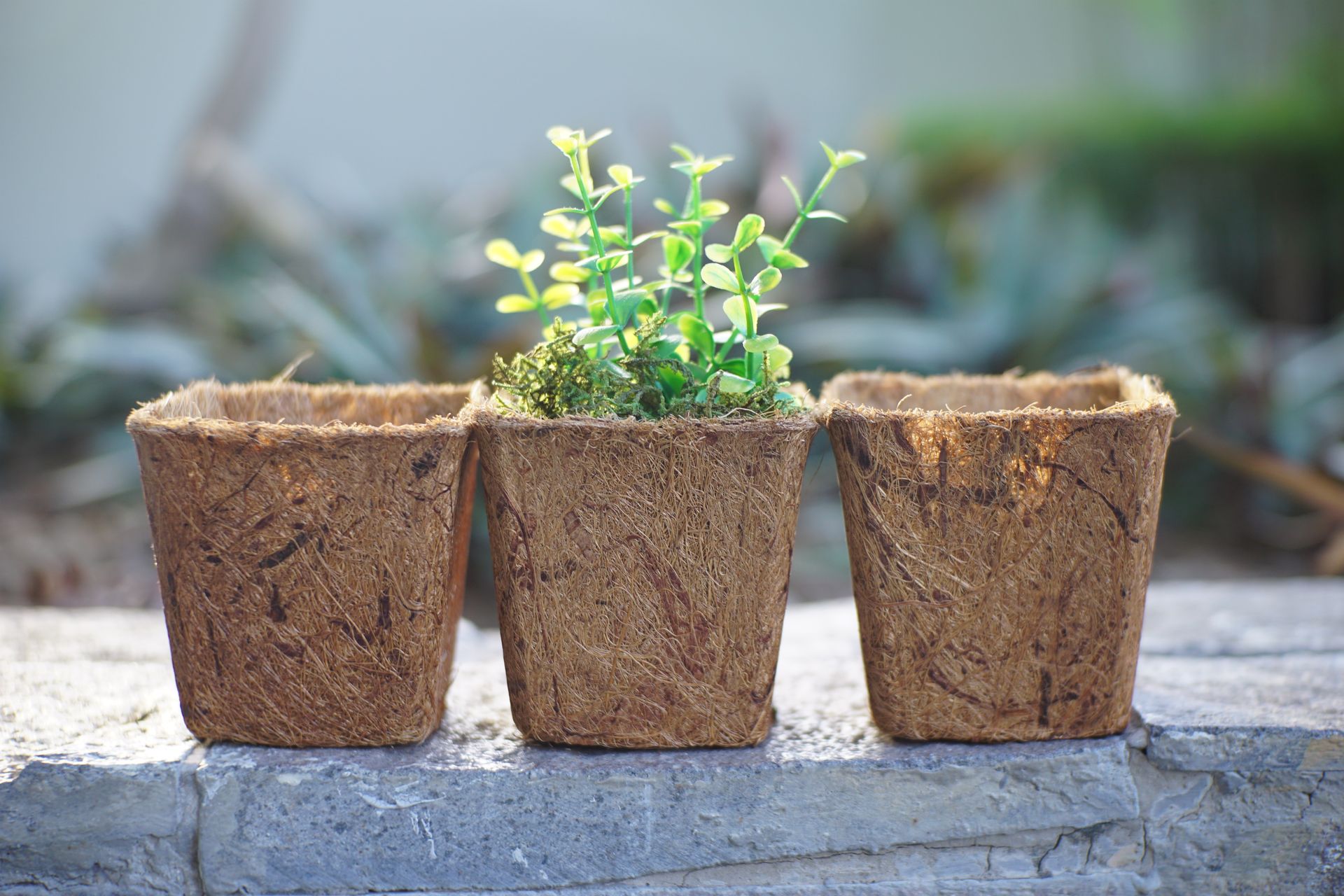 Three coconut fiber plant pots, one with vibrant green seedlings. Natural and earthy garden decoration.