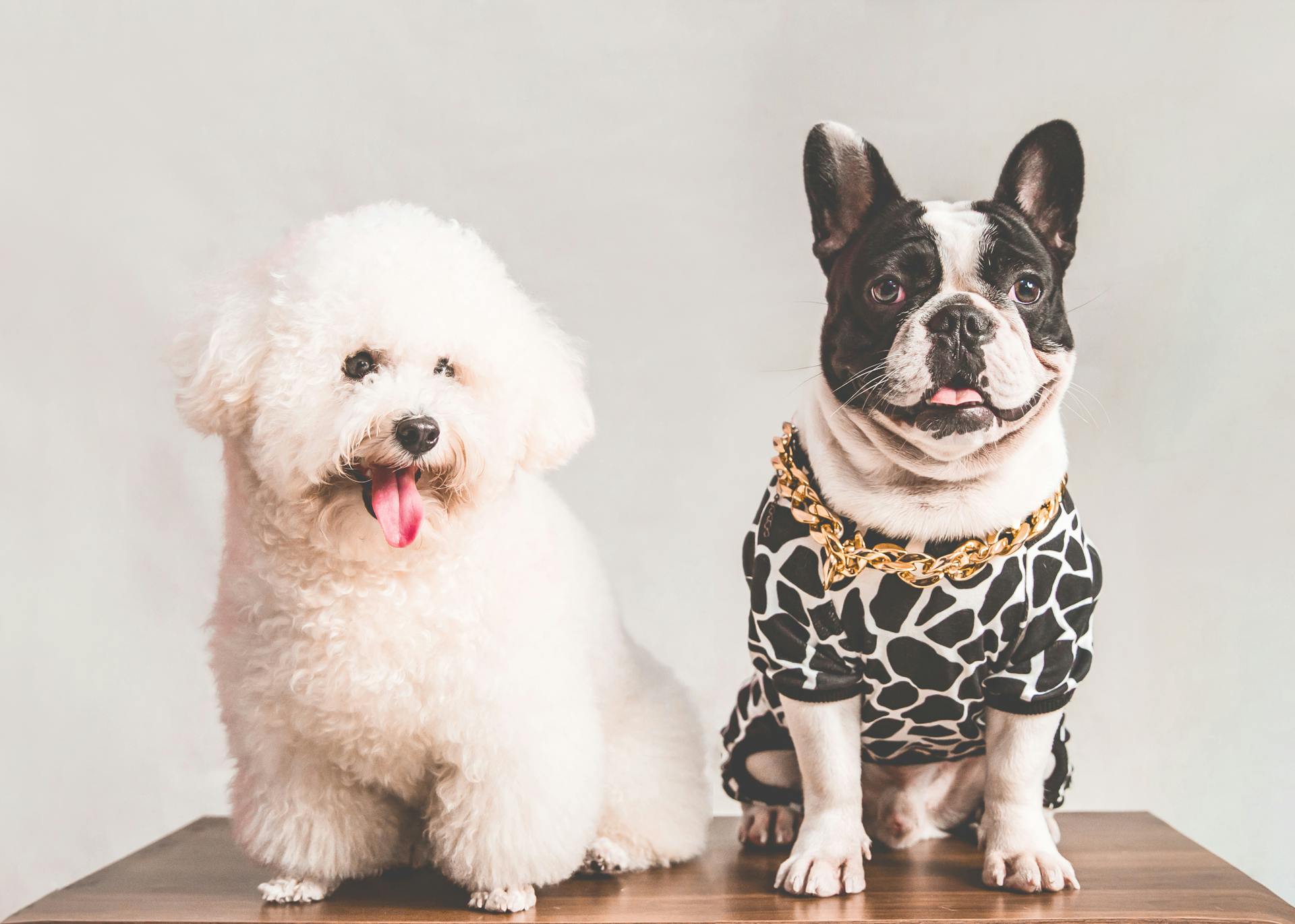 Bichon Frise and French Bulldog in a T-shirt and Necklace