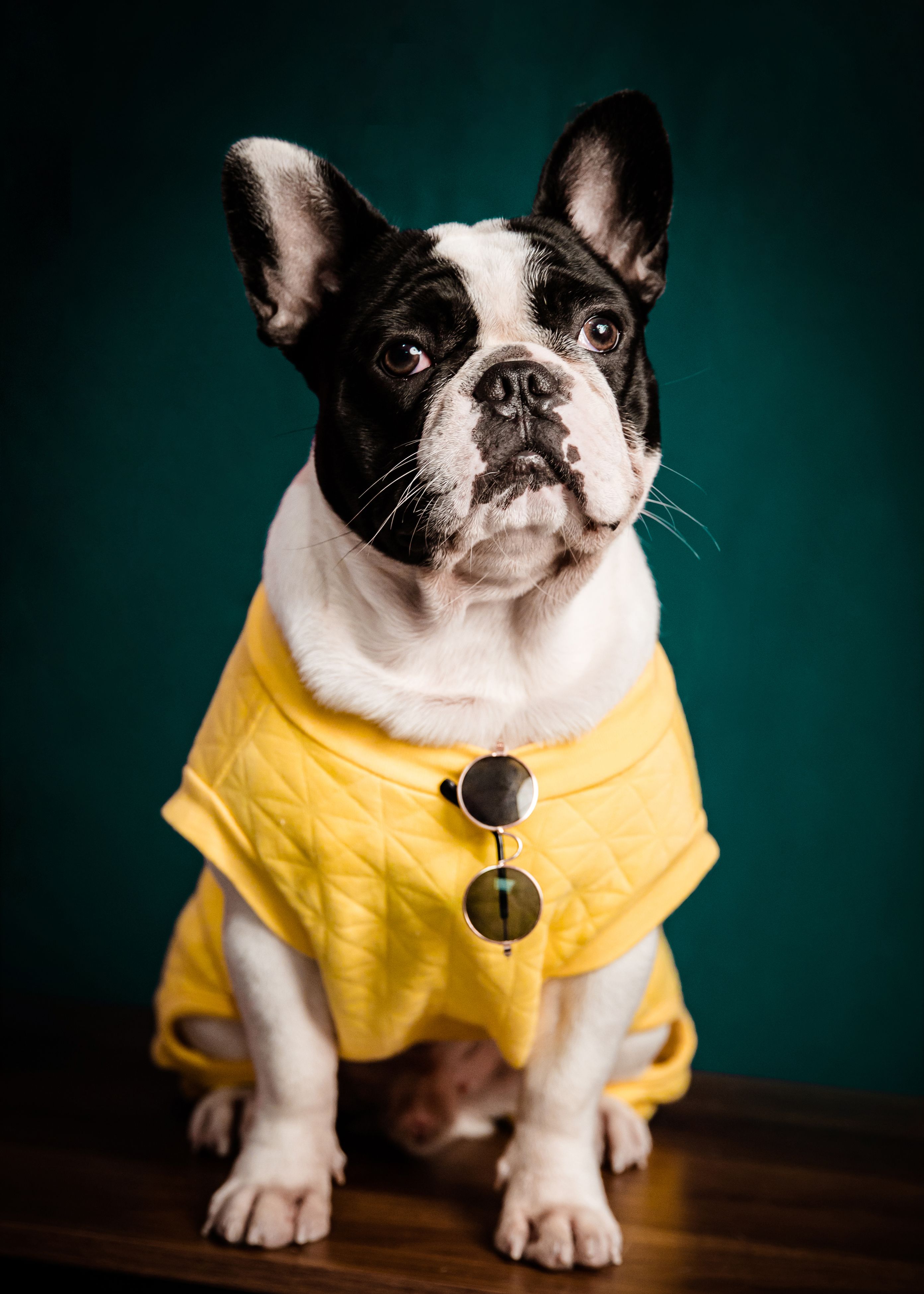Perro en un Suéter · Foto de stock gratuita