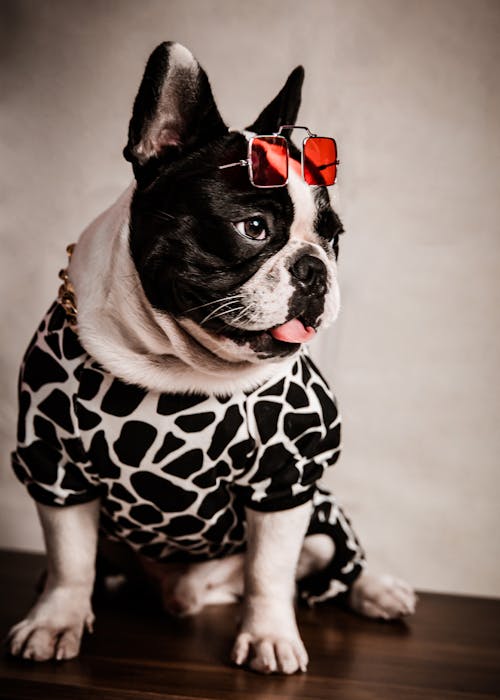 Foto profissional grátis de animal de estimação, bulldog francês, cachorro