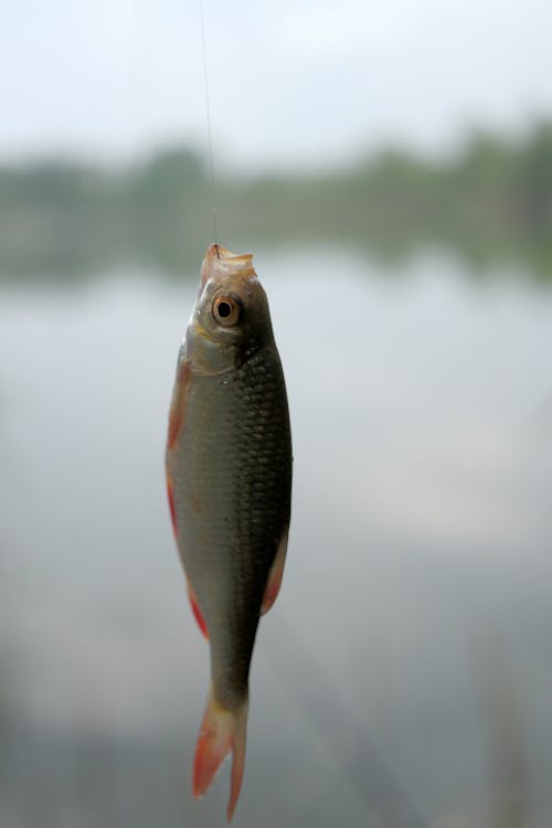 A small fish hanging from a fishing line photo – Free Fish Image on Unsplash