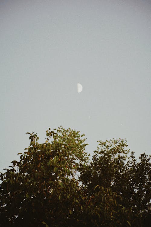 Gratis stockfoto met boom, heldere lucht, maan