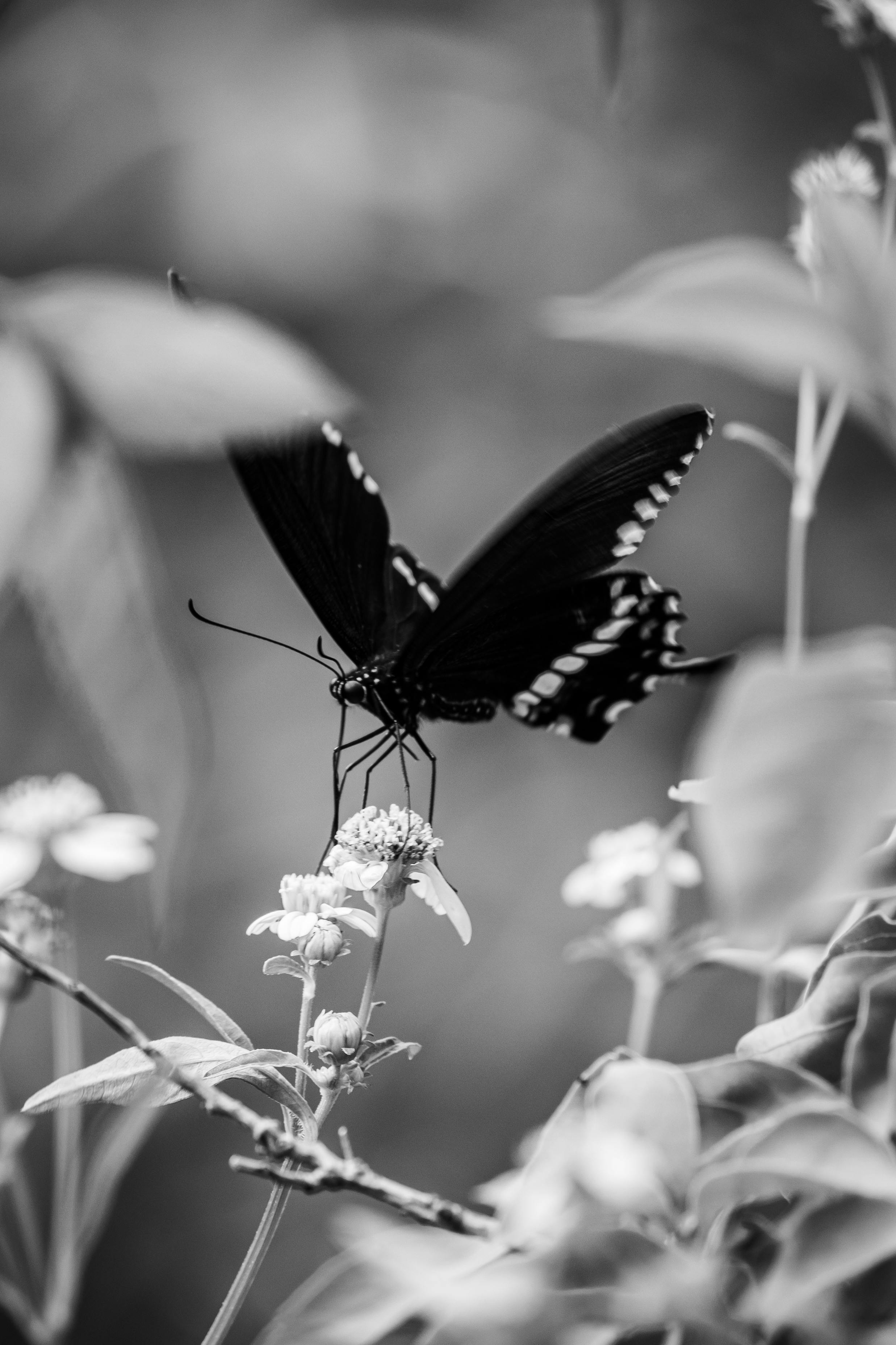 A stunning black and white close-up photo of a butterfly perched on a flower, emphasizing intricate details.