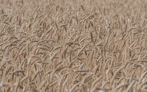 Free Field of Grain in Summer  Stock Photo