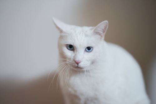Free Close-up of a white cat with blue eyes, showing its elegant features and calm demeanor. Stock Photo