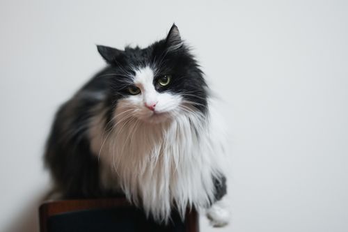 Free A cute bicolor cat with fluffy fur and bright eyes perched on a chair in a studio setting. Stock Photo