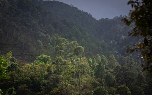 Free Serene view of a lush green pine forest on a mountainous slope, perfect for nature and travel enthusiasts. Stock Photo