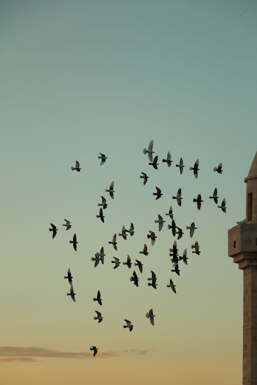 Flock of Bird Flying in the Sky