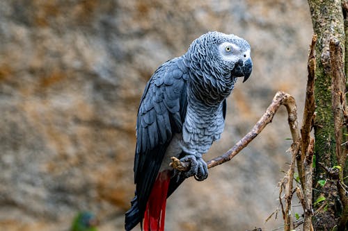 Grey Parrot in Nature