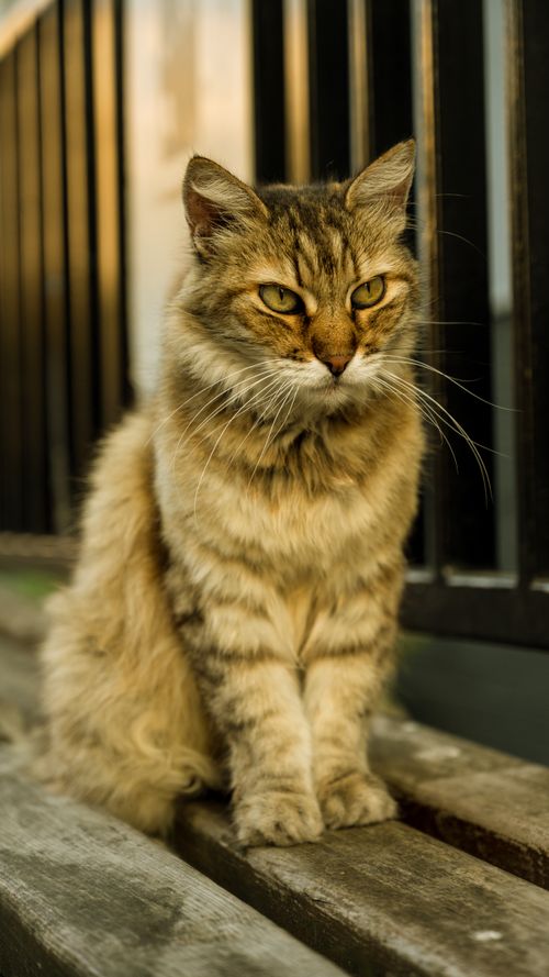 Free Adorable tabby cat sitting outdoors, perfect for pet lovers and animal photography enthusiasts. Stock Photo