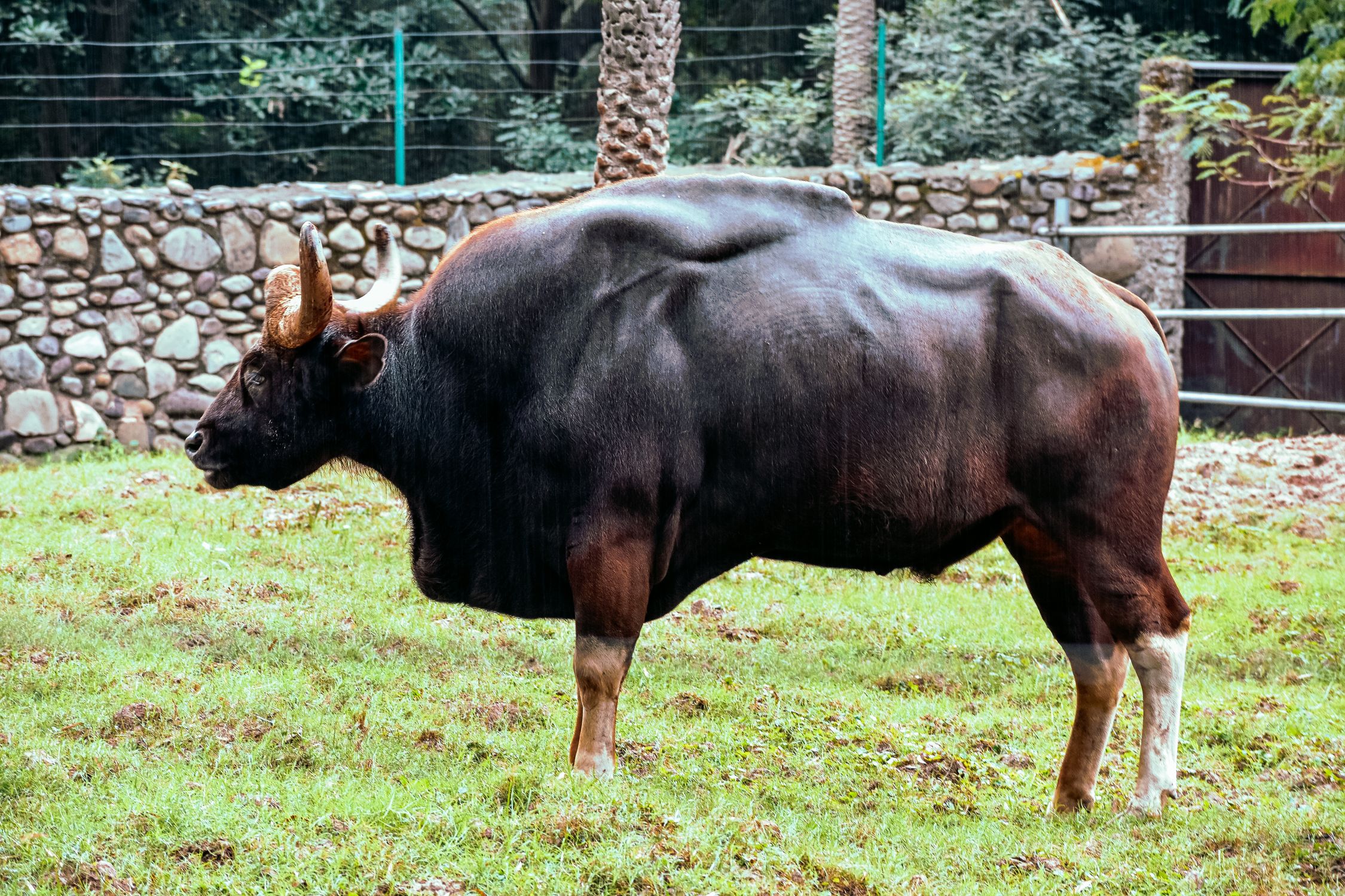 Geer Bull Gaur Bull Standing in Paddock · Free Stock Photo