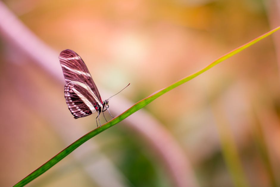 Free stock photo of animal, bokeh, butterfly
