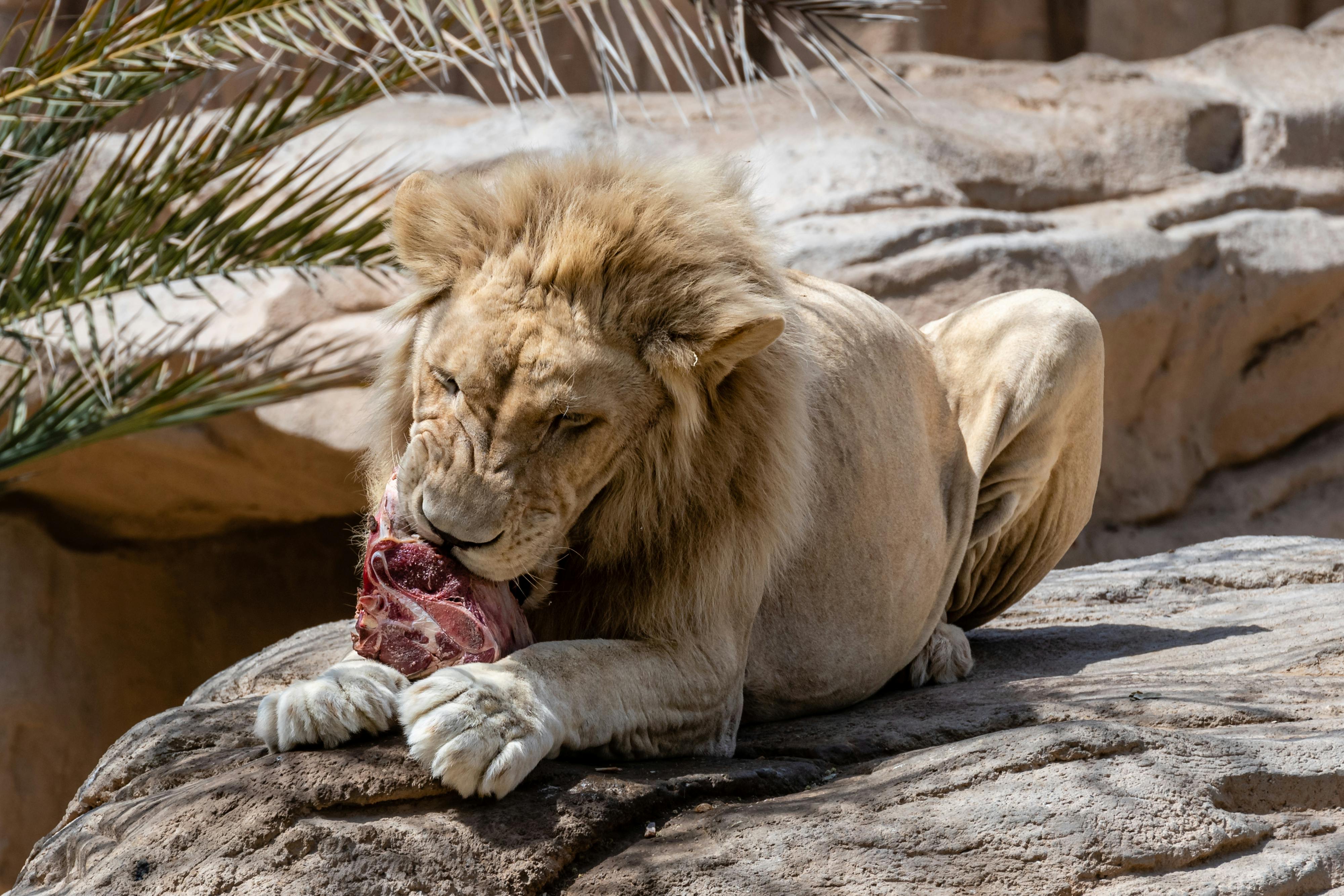 Jurassic dinosaurs had specialized diets to coexist peacefully — Photo by Kirandeep Singh Walia on Pexels