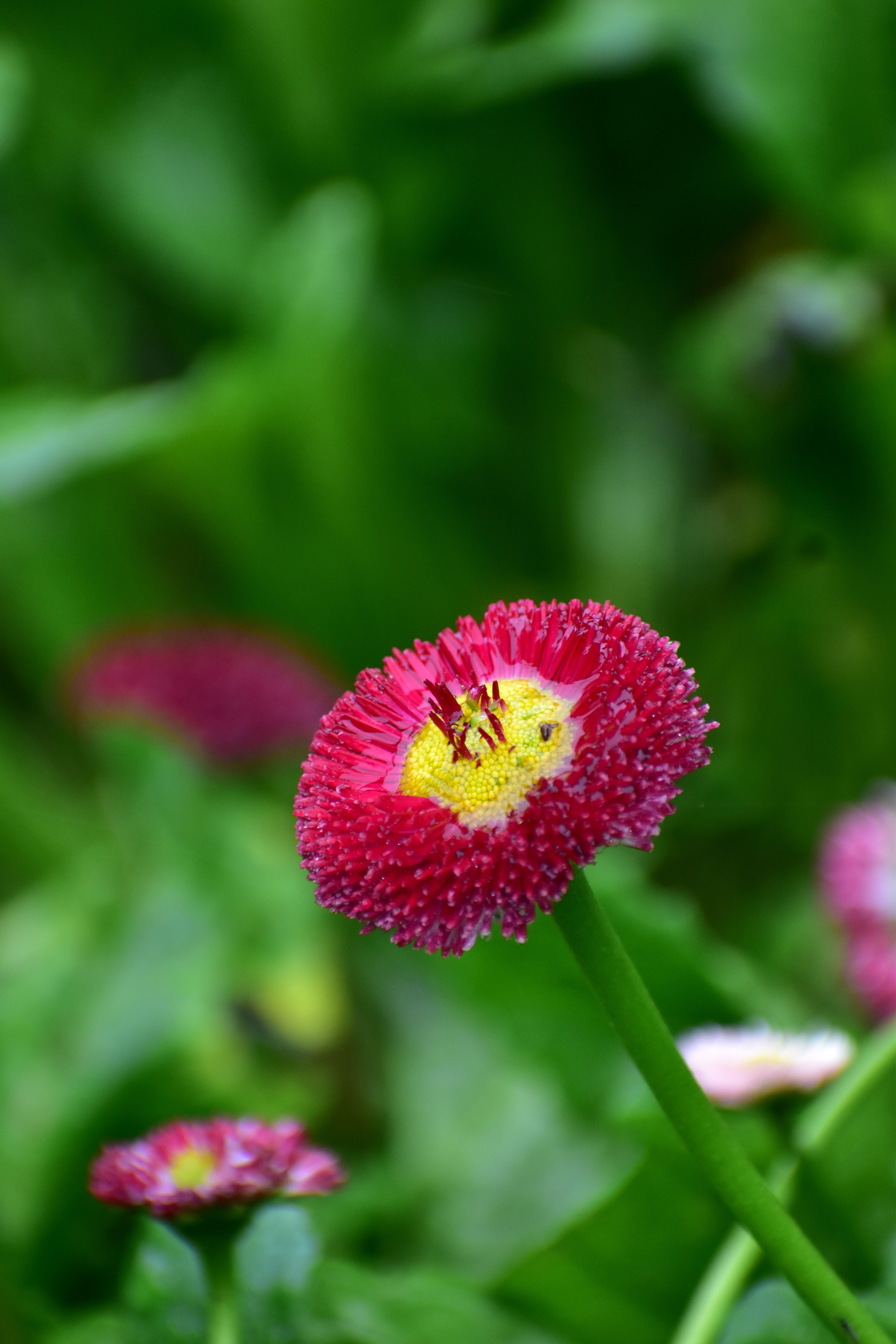 Budget Ooty + Kodaikanal Family Ooty Family Package Holiday Vibez