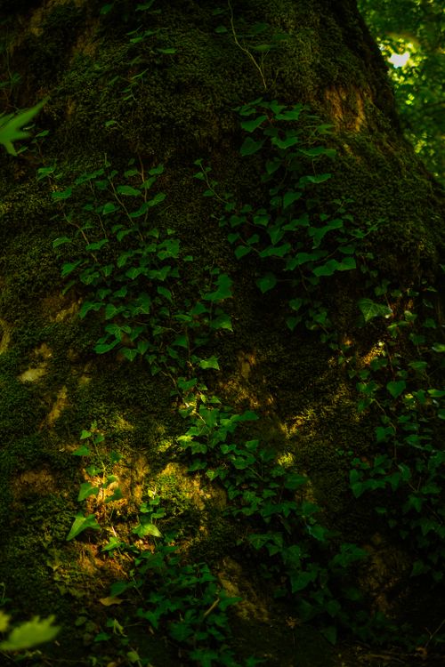 Free Close-up of ivy vines climbing a moss-covered tree trunk in a dense forest setting. Stock Photo