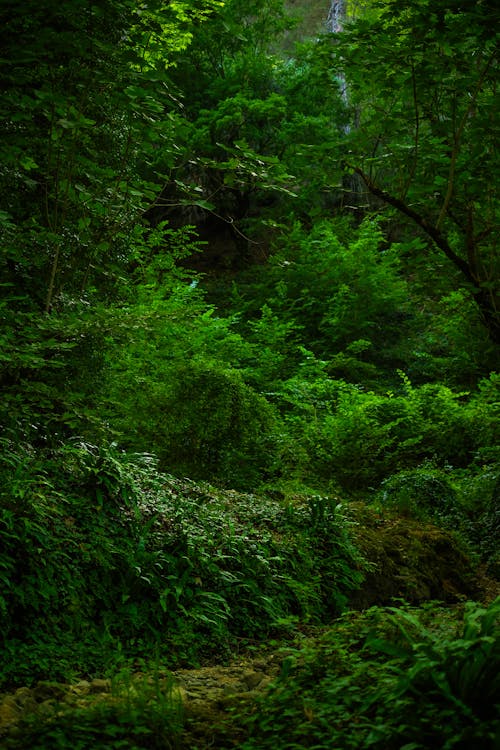 Green Leaves on a Tree