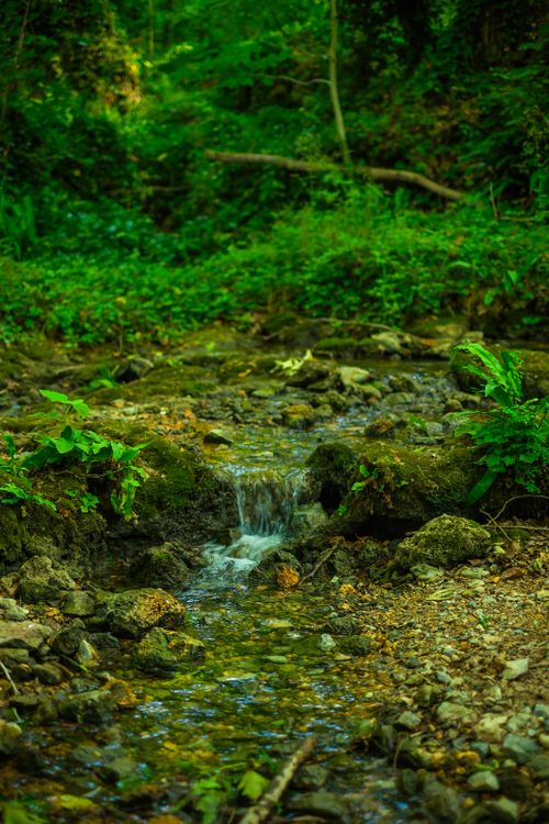 Free Serene stream flowing through a mossy forest, emphasizing natural beauty. Stock Photo