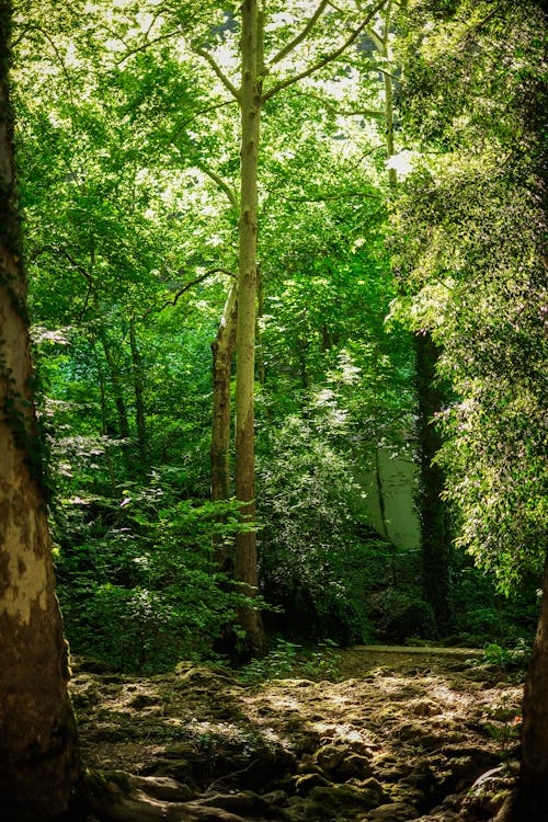 公園, 垂直拍攝, 森林 的 免費圖庫相片
