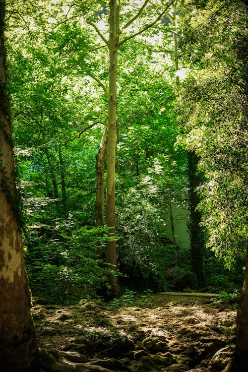 Imagine de stoc gratuită din arbori, codru, fotografiere verticală