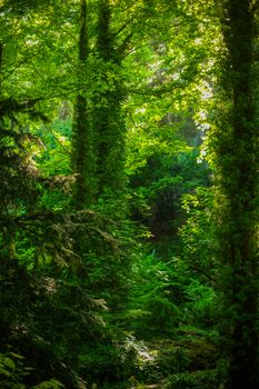 A dense, vibrant forest with sunlight filtering through the lush greenery, evoking a serene summer ambiance.