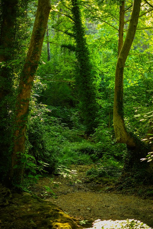 Бесплатное стоковое фото с вертикальный выстрел, зелень, лес