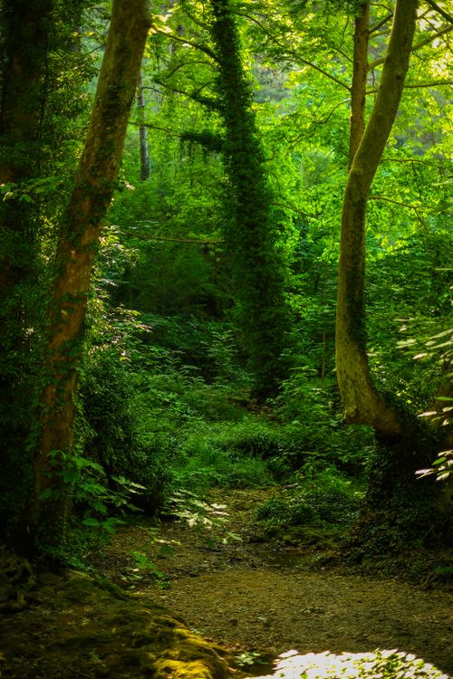 Free A serene lush forest path bathed in warm summer light, highlighting the vibrant greenery. Stock Photo