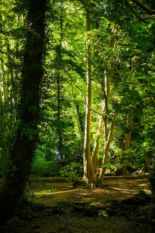 Imagine de stoc gratuită din arbori, codru, floră