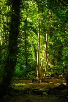 Sunlight filters through a vibrant green forest creating a serene summer scene.