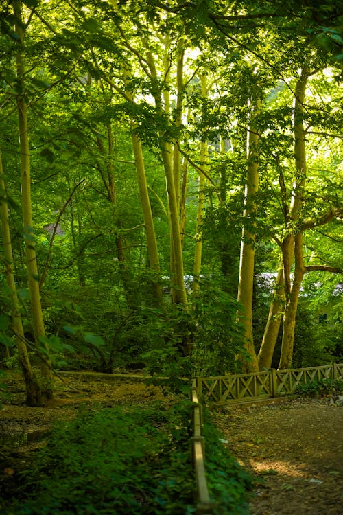 Immagine gratuita di alberi, flora, foresta