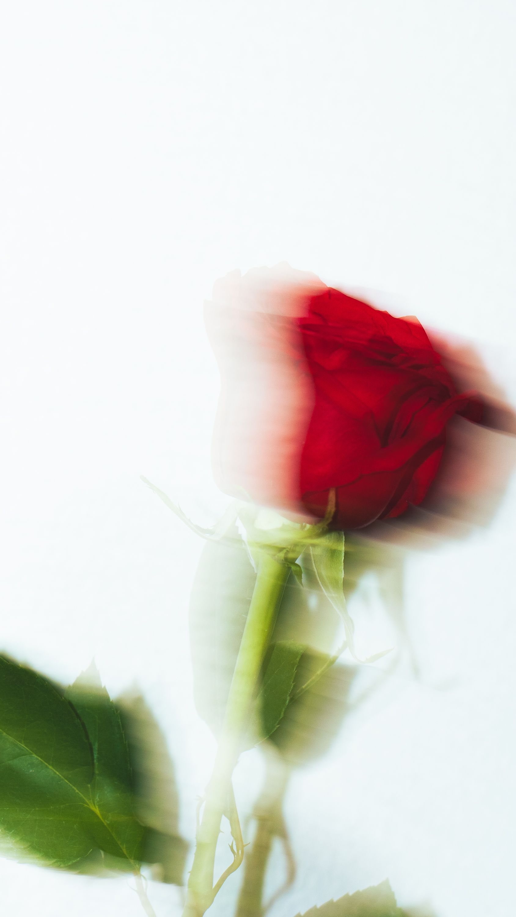 Blurry Red Rose on White Background · Free Stock Photo