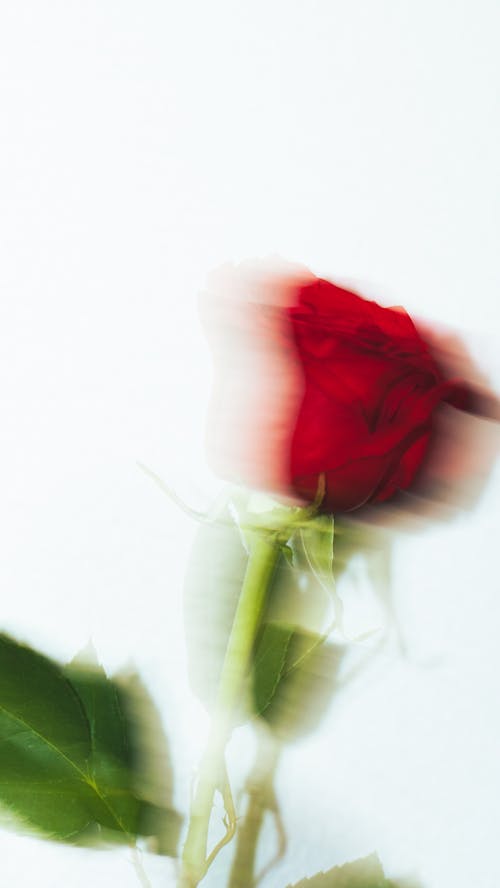 Blurry Red Rose on White Background