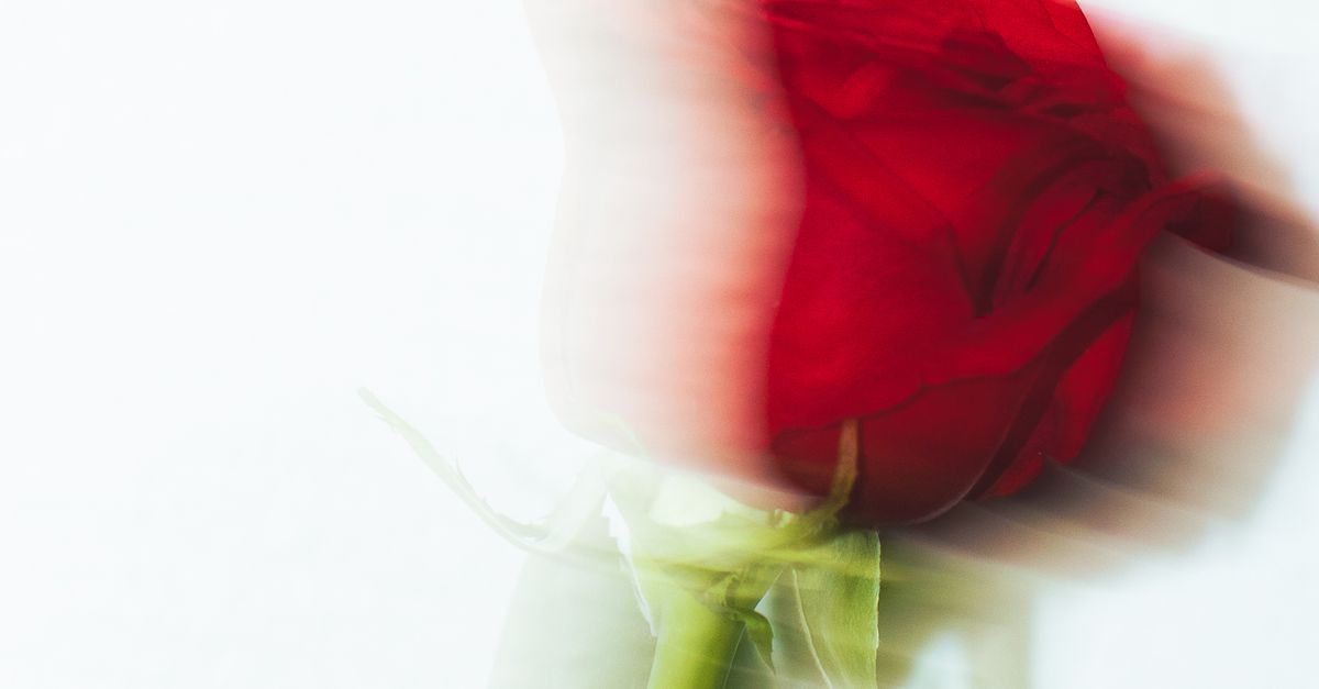 Blurry Roses Blurry Red Rose on White Background · Free Stock Photo
