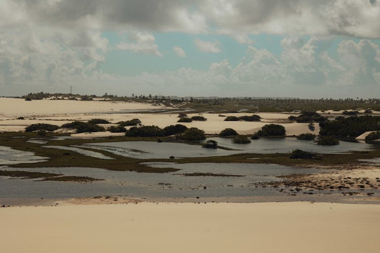 View Of A Beach With Vegetation 