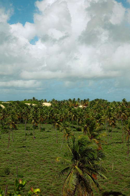 View of a Field with Palm Trees 