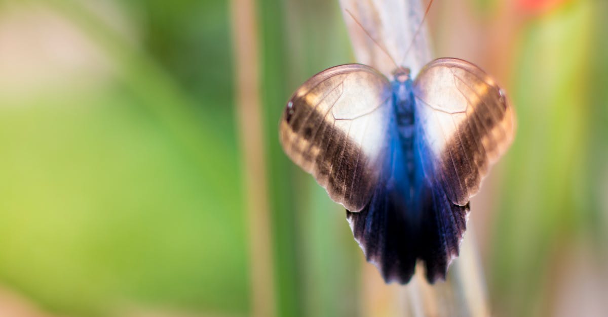 Free stock photo of blue, butterfly, nature