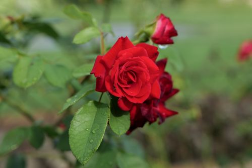 Free Close-up of a blooming red rose with dew on leaves, capturing nature's delicate beauty. Stock Photo