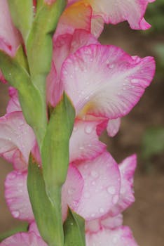 Close-up of pink gladiolus flowers with raindrops, showcasing delicate petals and vibrant colors.