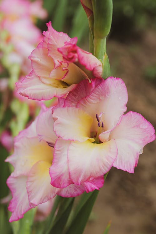 Foto stok gratis bersemangat, berwarna merah muda, bunga-bunga