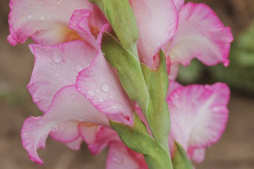 Close-up of Pink Gladiolus