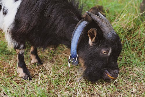 Close-up of a Baby Goat on a Field 